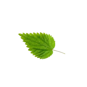 Urtica diocia/ nettle/ סרפד