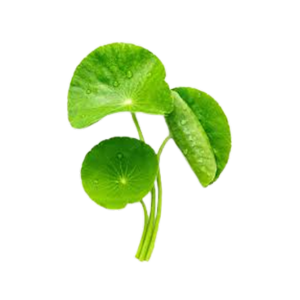 Centella asiatica/gotu kola/ji xue cao