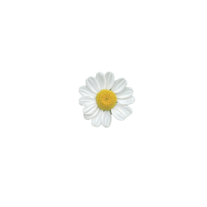 Tanacetum parthenium/ feverfew/ בן חרצית