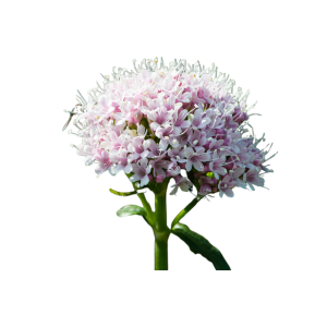Valeriana officinalis/valerian/xia cao