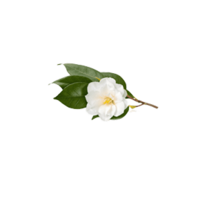 Camellia sinensis / תה ירוק