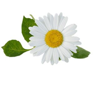 matricaria recutita/german chamomile/פרחי בבונג קמומיל